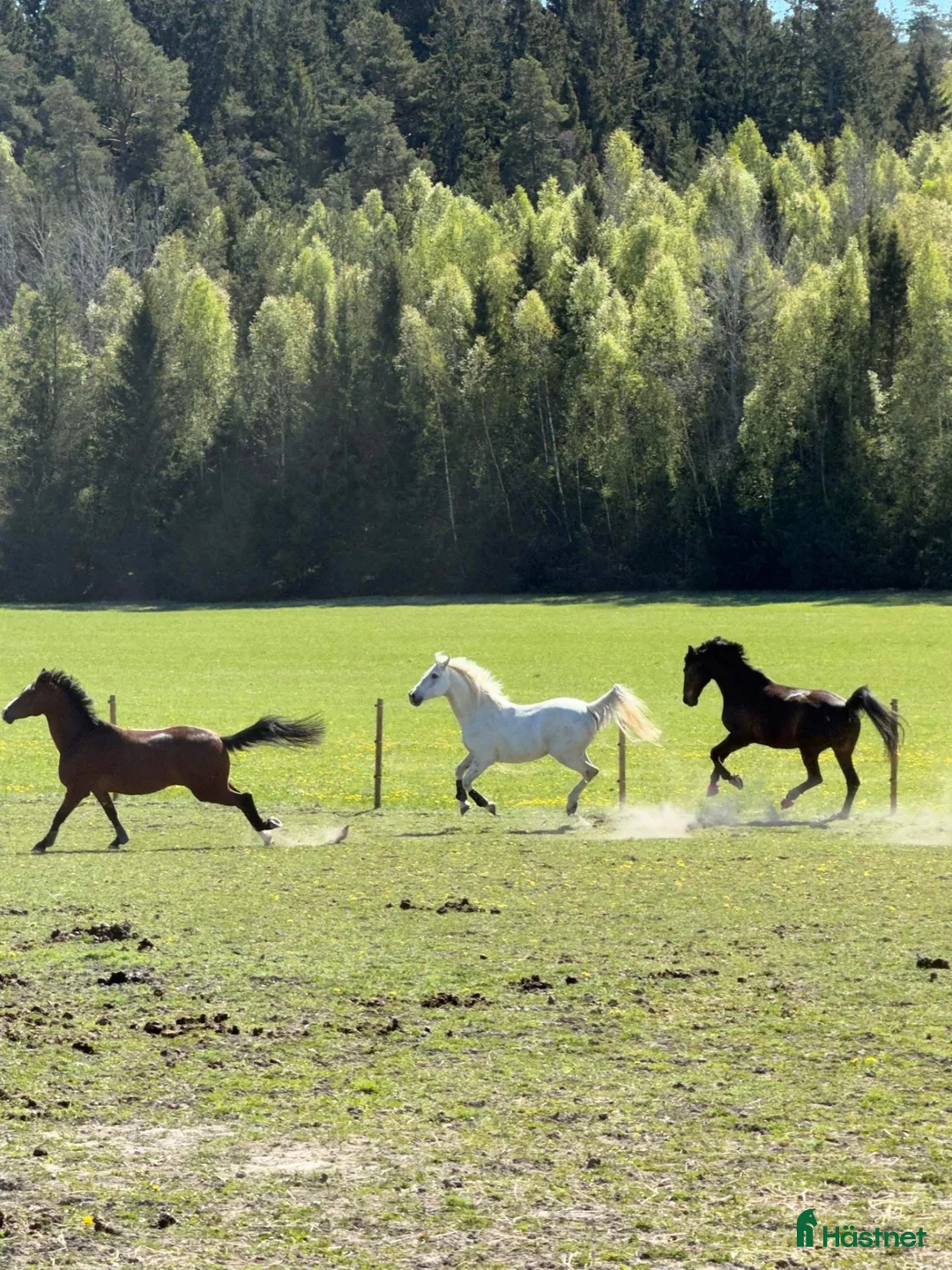  stallplats finnes: Stallplats finns utanför Södertälje i Södertälje - Annons 1