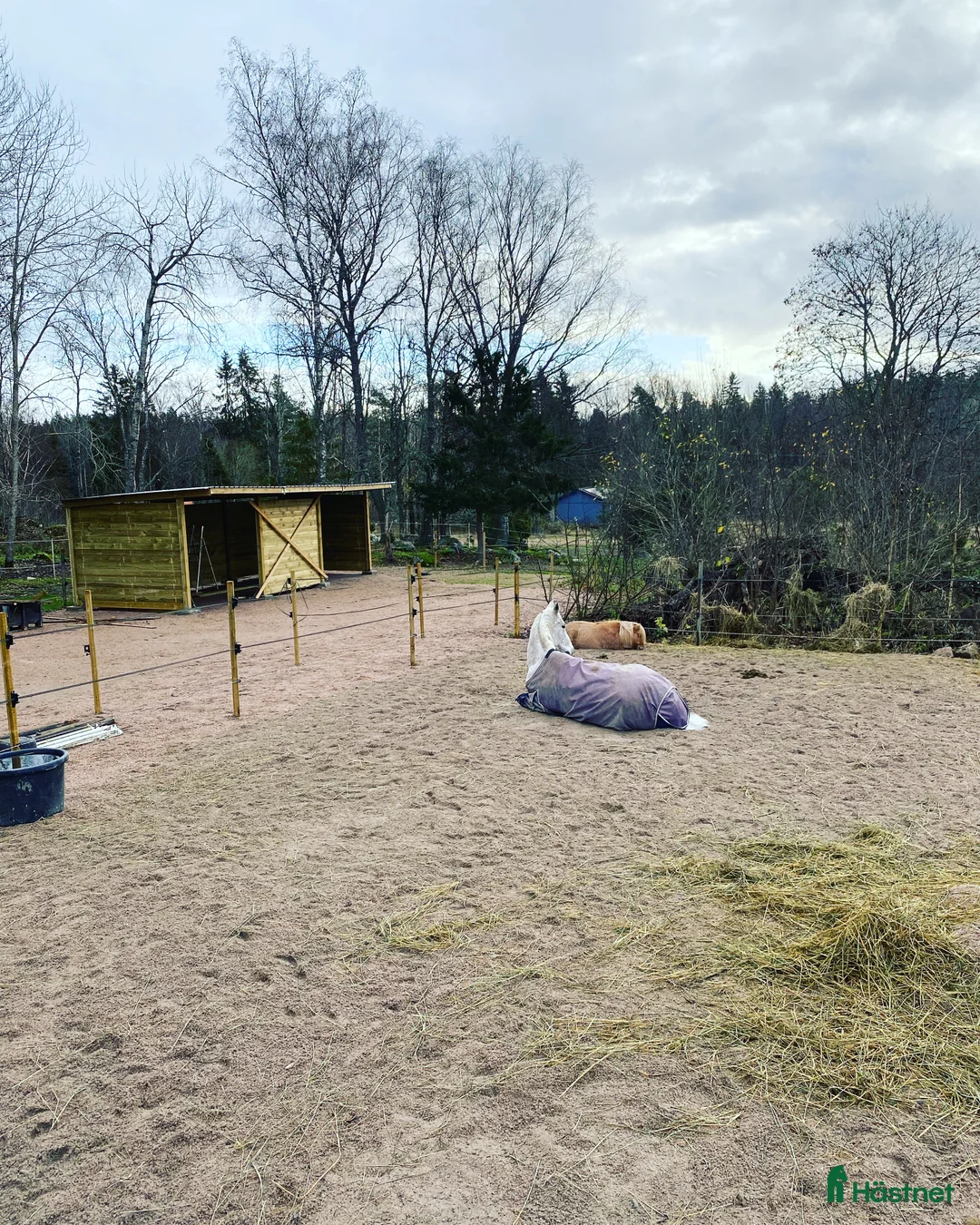  stallplats finnes: Konvalescens/Lösdrift/Unghäst samt pensionärshem i Enköping - Annons 4