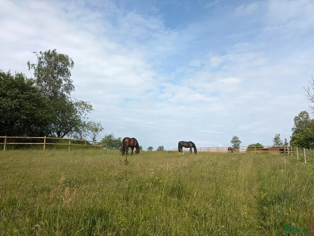  stallplats finnes: 1 ledig plats på underbar lösdrift  i Hörby - Annons 6