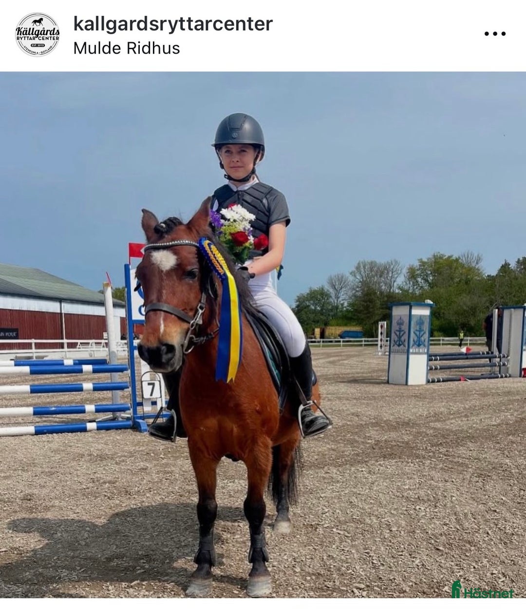 Hoppning hästar till salu: Ponnyn som älskar att jobba - Annons 4