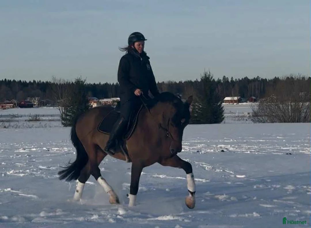 Allround hästar till salu: Trygg och okomplicerad valack i Sala - Annons 7