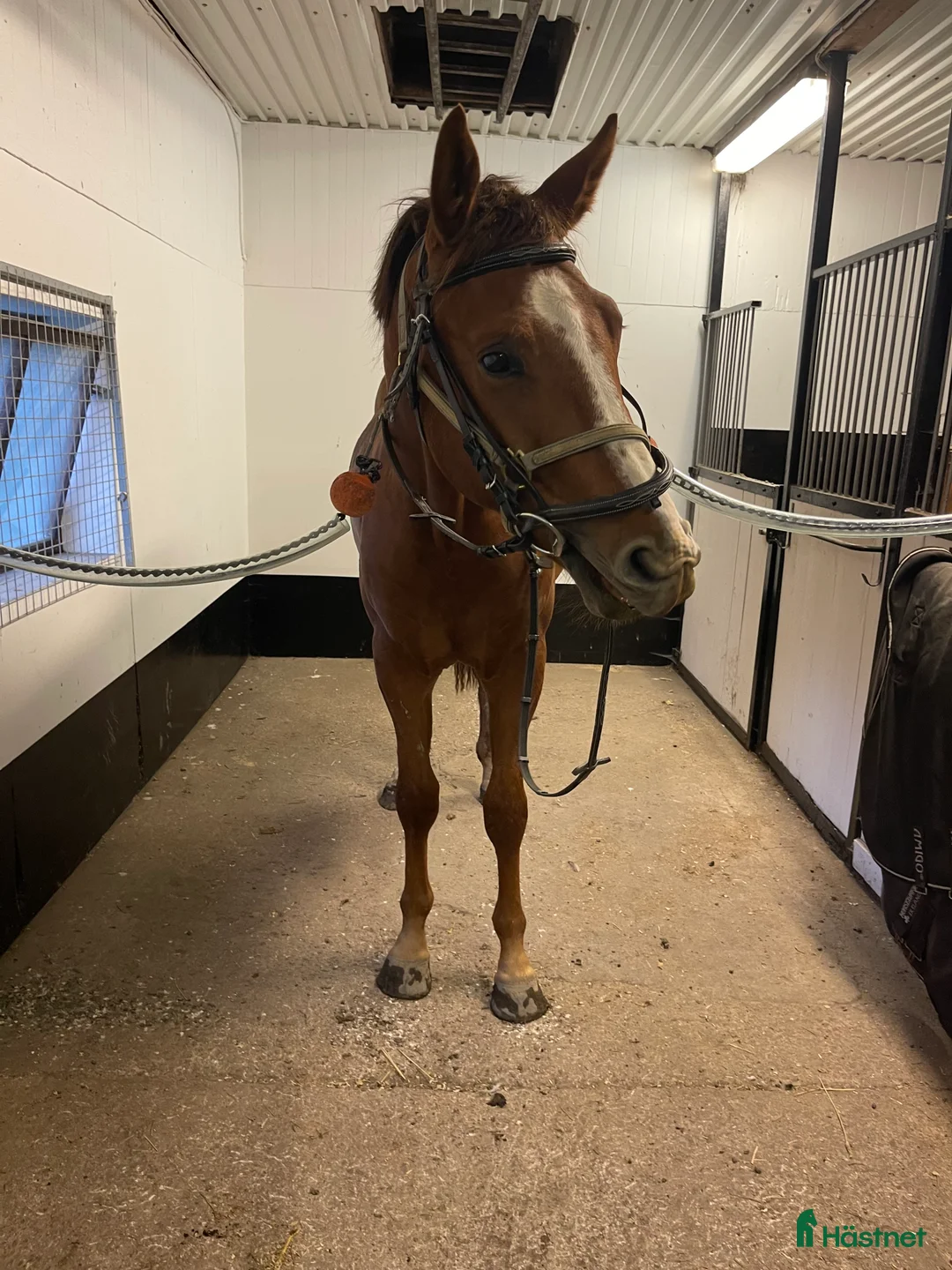 Hoppning hästar till salu: 2-årigt svenskt varmblod SWB i Åkersberga - Annons 2