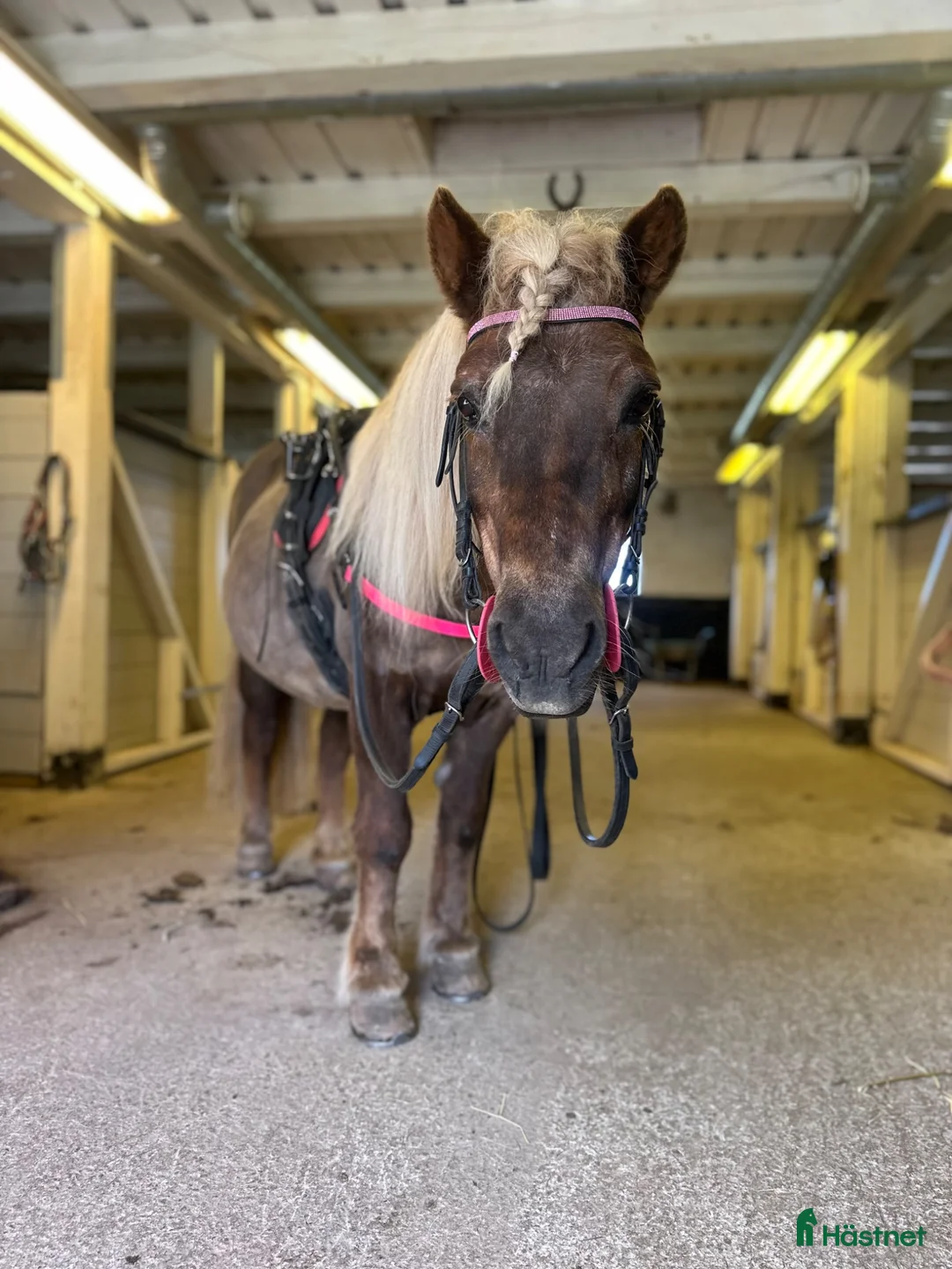 Allround hästar sökes: Foderhäst sökes!  i Söderhamn - Annons 1
