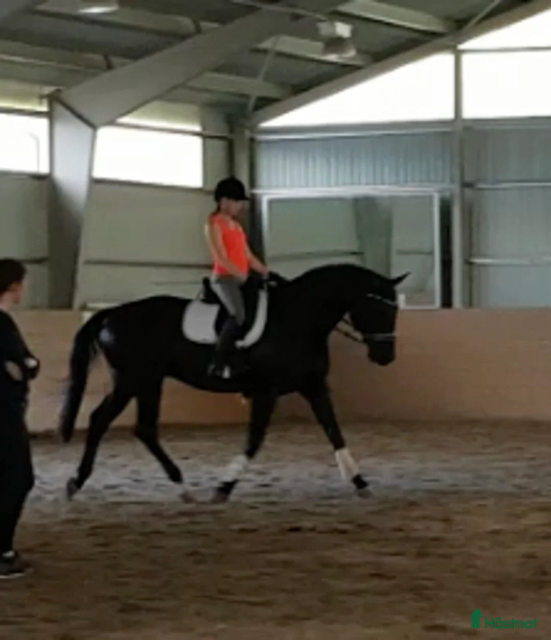 Allround hästar till salu: Läromästare / ”tanthäst” - Annons 2