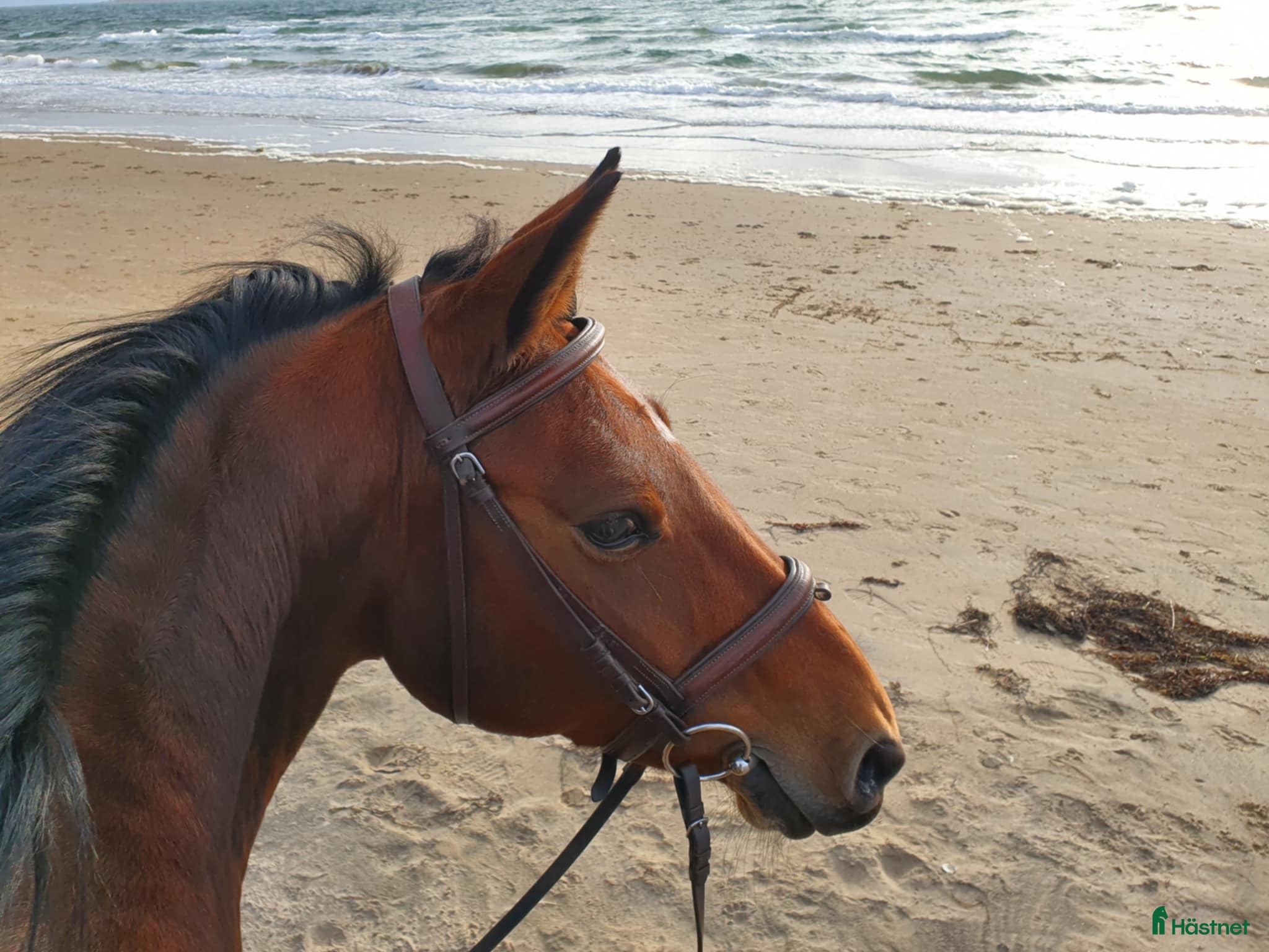  hästar En pärla för tävling och äventyr - Annons 9