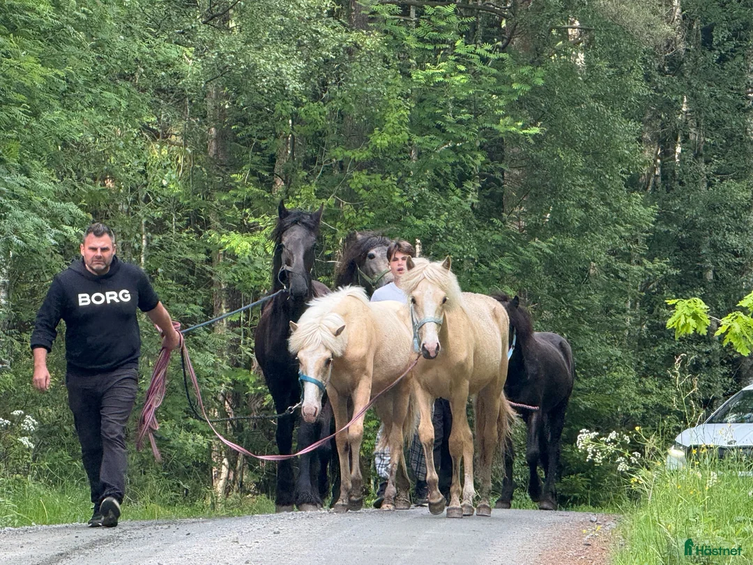 Island hästar till salu: Aegidienberger  - Annons 2