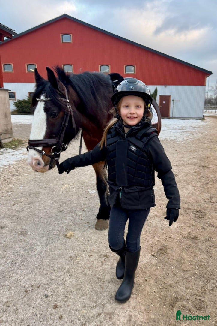  hästar Ponny på foder i Skåne - gärna för ev köp - Annons 1