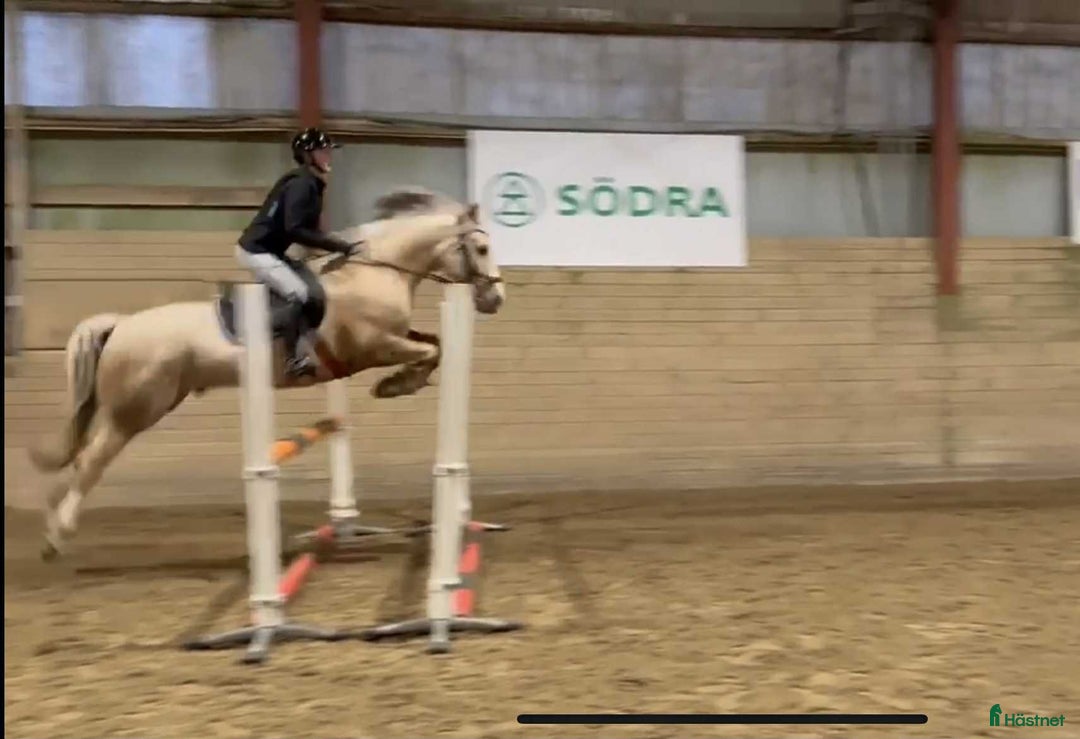 Allround hästar till salu: Träning, tävling och ponnybus i Väröbacka - Annons 2