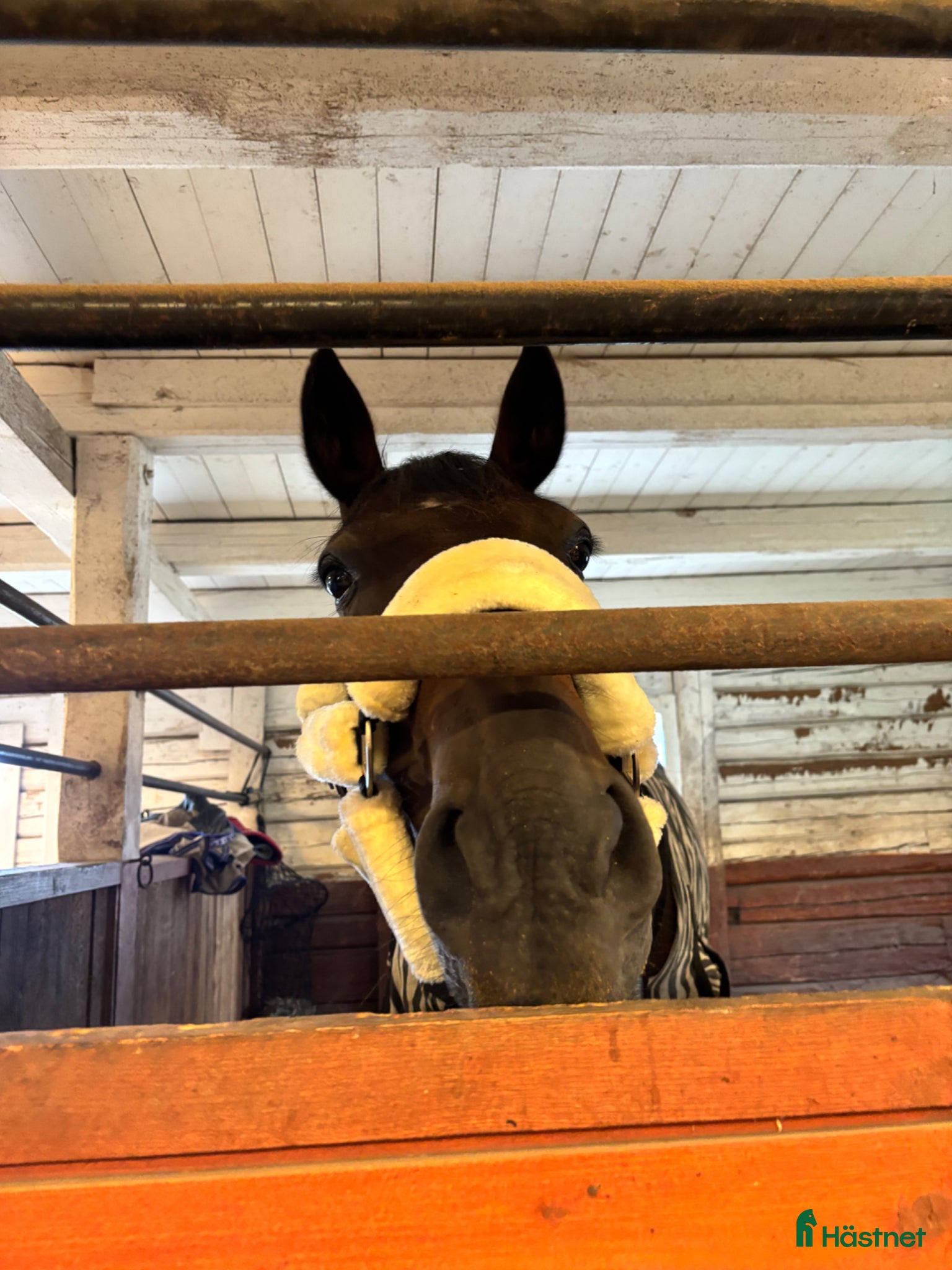  hästar Min diamant❤️ - Annons 2