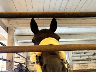 hästar Min diamant❤️ - Annons 2