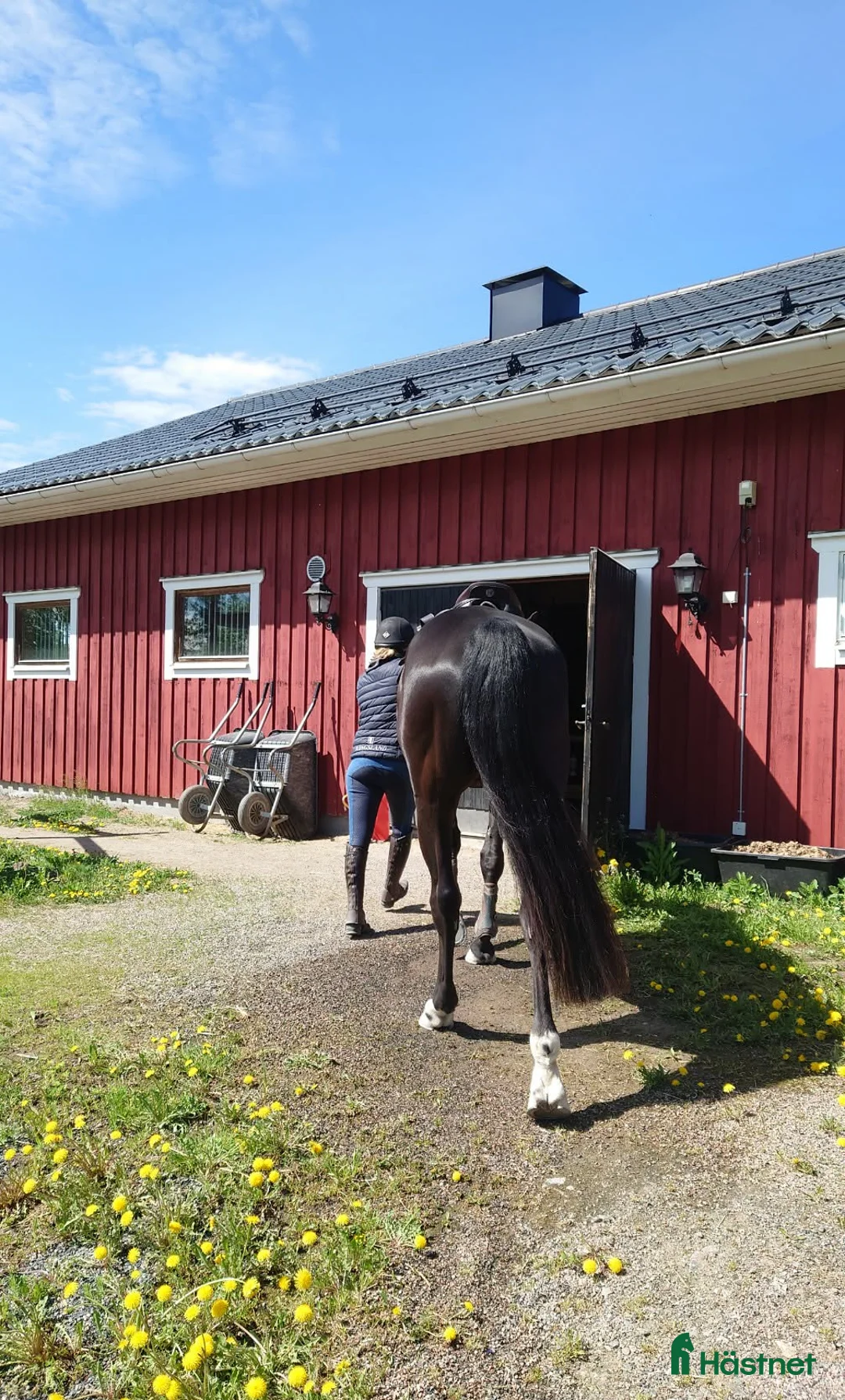 Allround hästar sökes: Letar efter en trevlig bästa kompis 🐴💛 - Annons 2