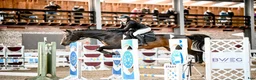 Hoppning hästar till salu: showjumping-dressur schoolmaster - Annons 10