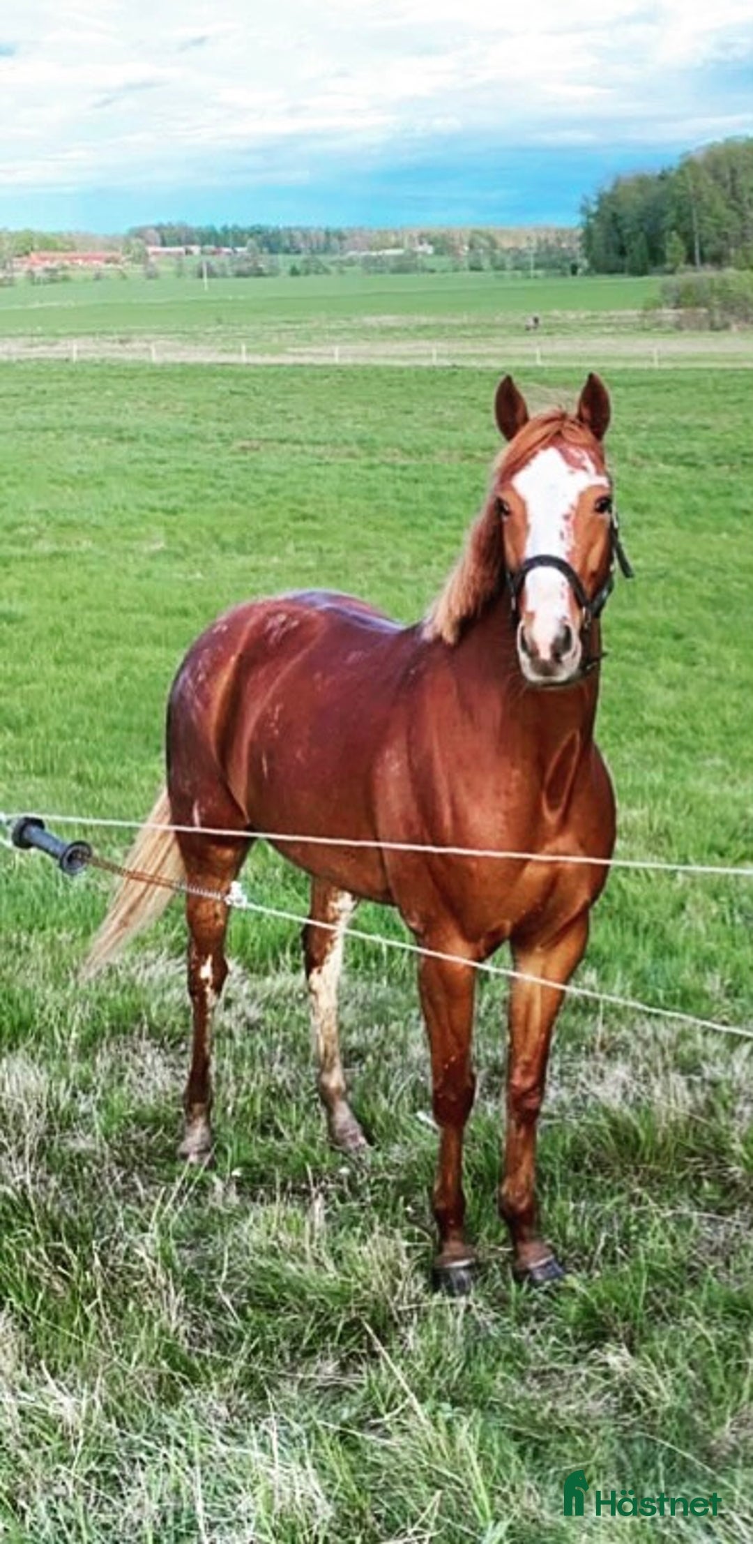 Övrigt hästar till salu: Sto -17  i Kristinehamn - Annons 2