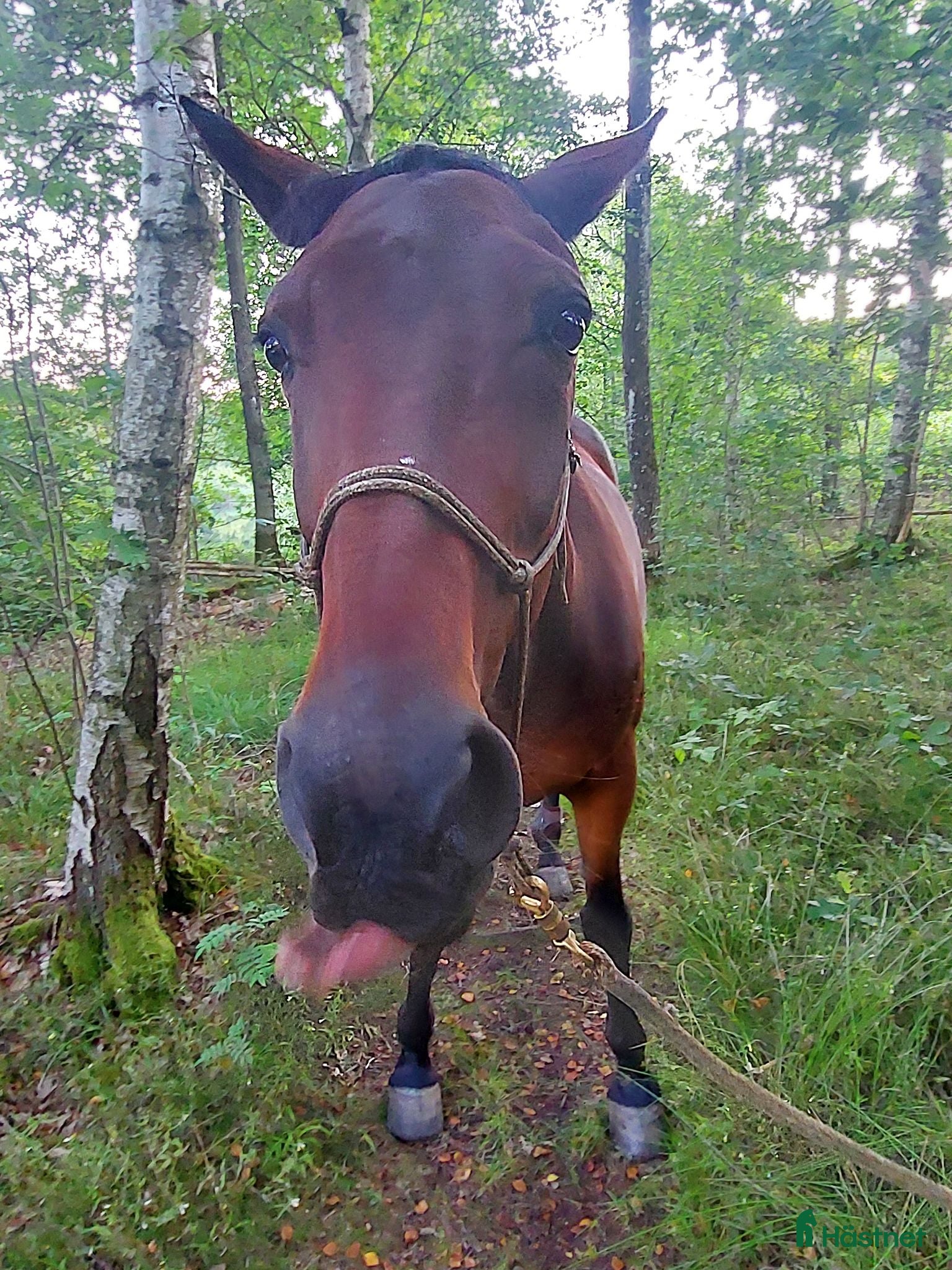  hästar Söker ny bästa kompis - Annons 6