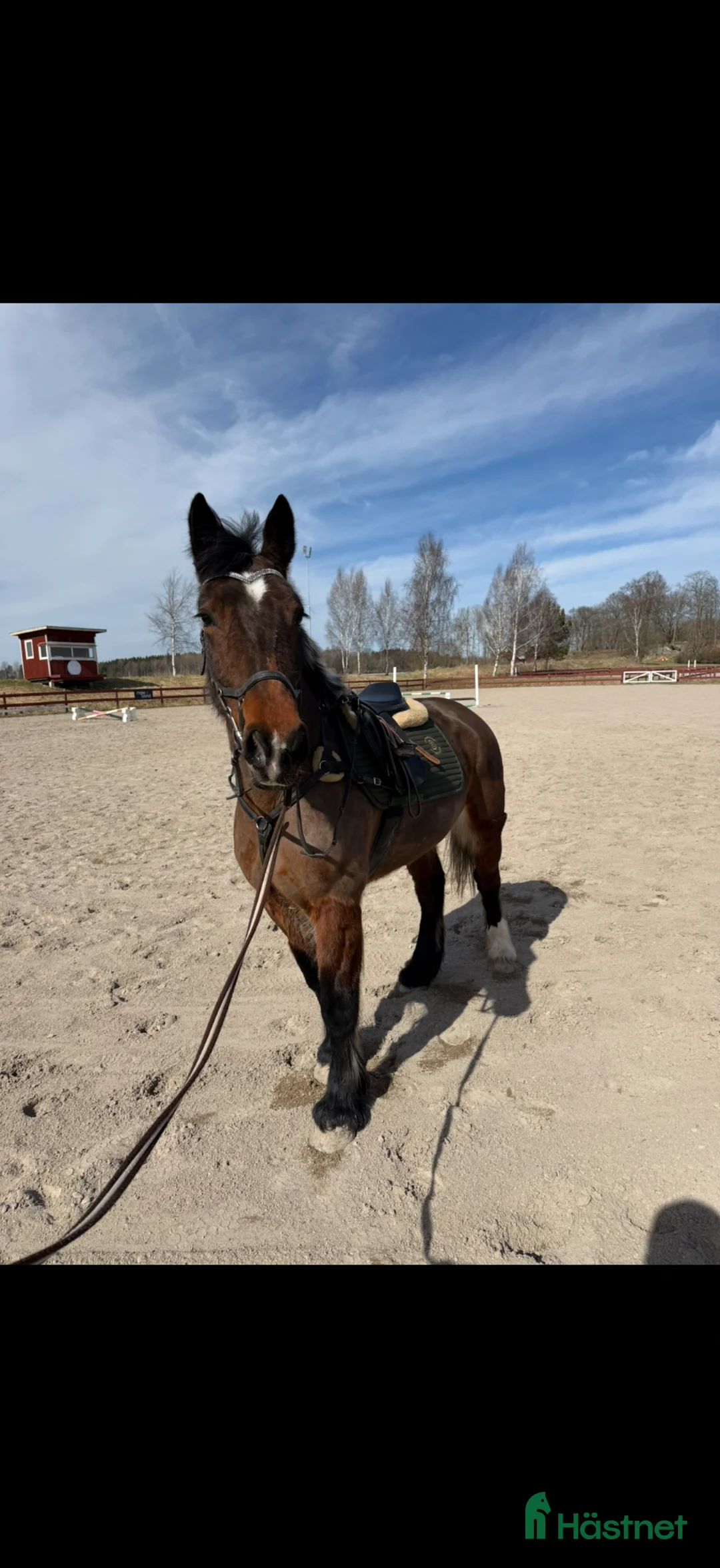 Allround hästar till salu: Trevligt sto säljes - Annons 1