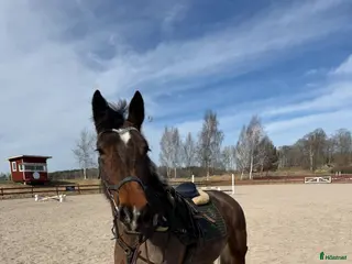 hästar Trevligt sto säljes - Annons 18