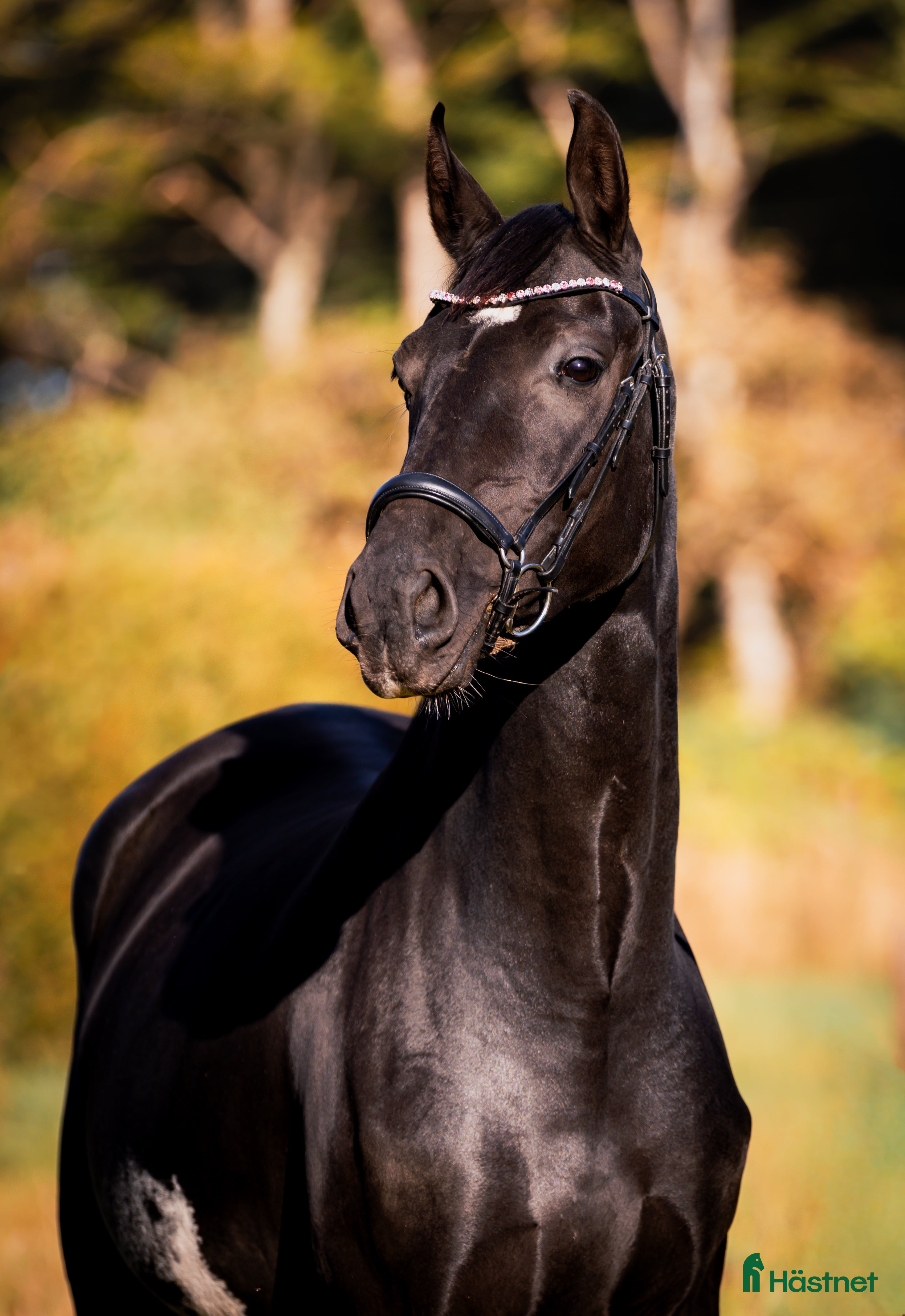  hästar Trevligt diplom sto! Med toppkvalite!  i Urshult - Annons 11