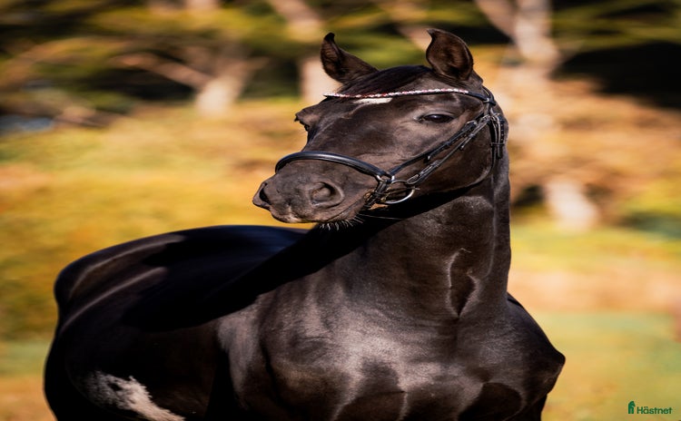  hästar i Urshult - Annons 3