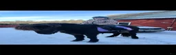 Island hästar till salu: Trygg maffig kille  - Annons 8