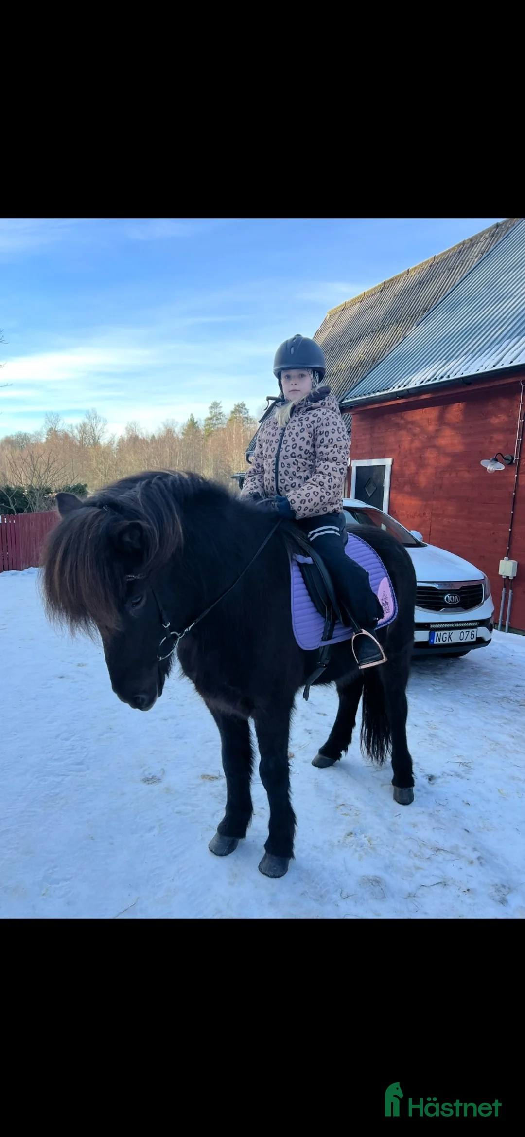 Island hästar till salu: Trygg maffig kille  - Annons 8