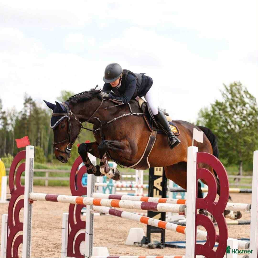 Allround hästar till salu: Underbart snäll valack i Örebro - Annons 3