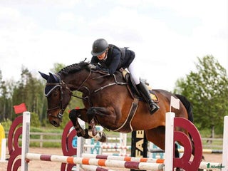 hästar Underbart snäll valack i Örebro - Annons 4