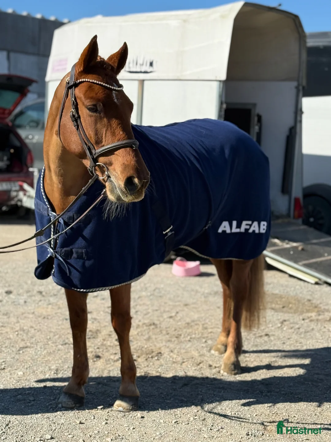 Hoppning hästar till salu: Fantastisk D-ponny söker ny bästavän 🌟 - Annons 2