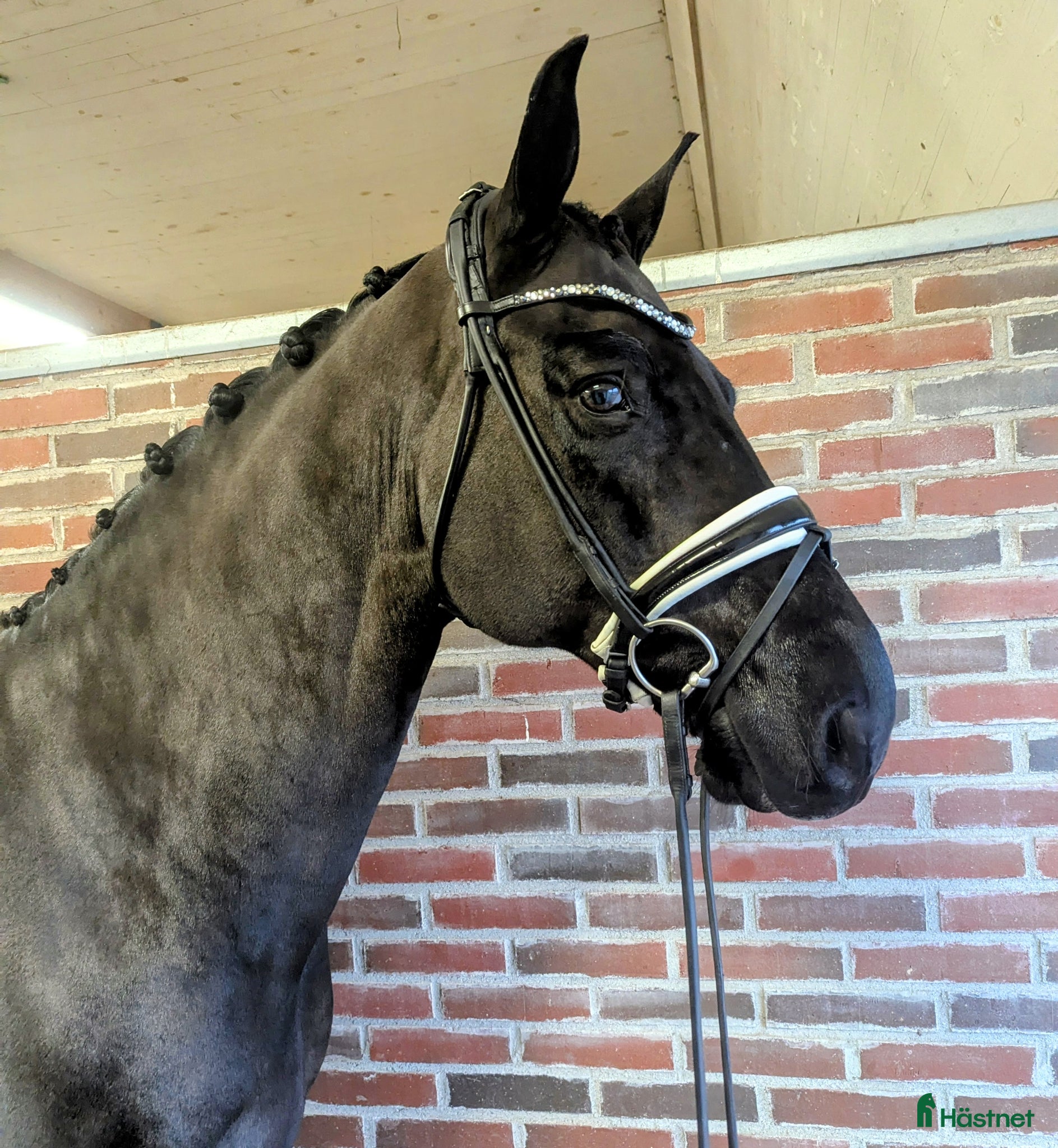  hästar Fantastiskt valack med talang för piaff  - Annons 7