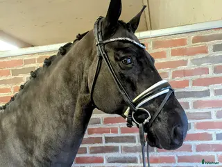 hästar Fantastiskt valack med talang för piaff - Annons 7