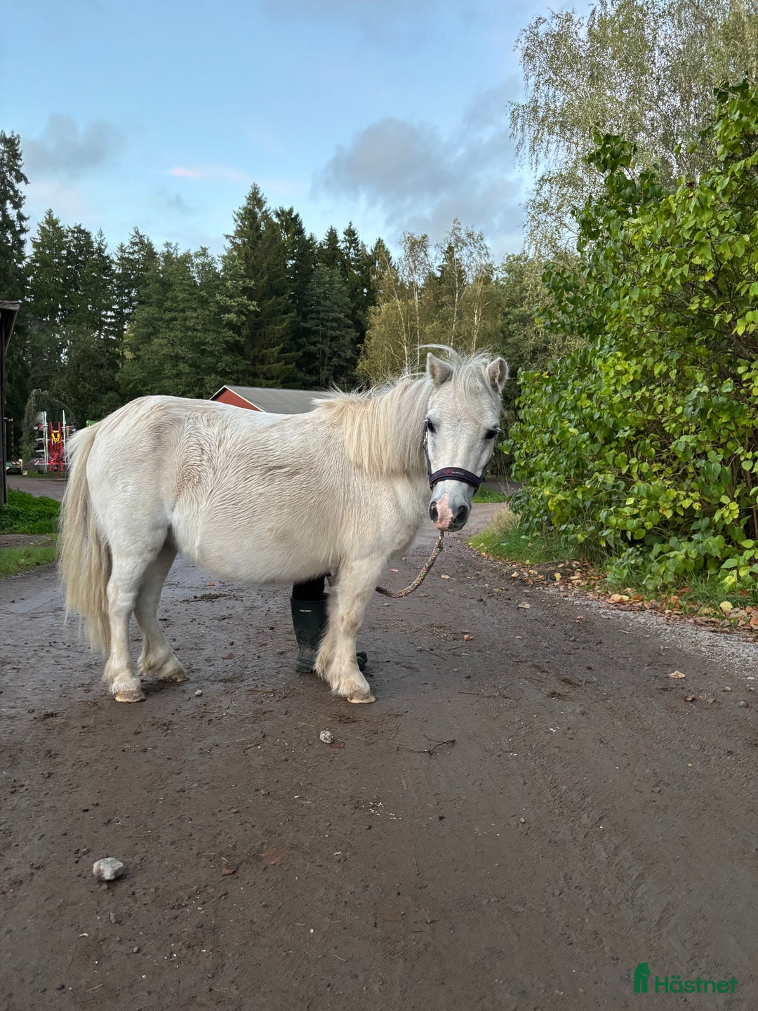 Övrigt hästar till salu: Byte ?  i Tibro - Annons 4