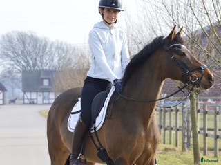 hästar Den roliga ponnyn du kan göra allt med! i Östersund - Annons 1