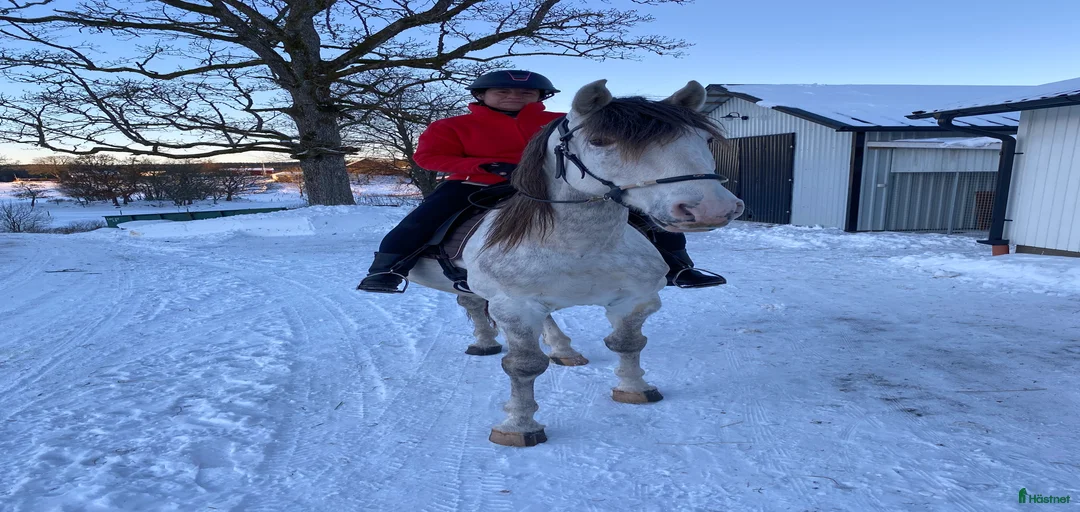 Galleribild {{count}}