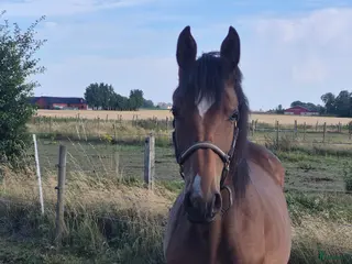 hästar Akarad Hero - Levi VDL ev byte - Annons 2