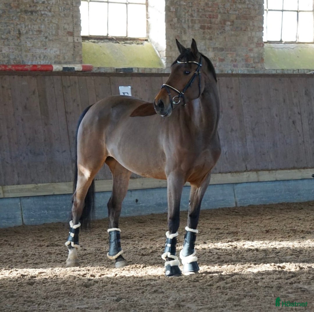 Avelshästar hästar till salu: Avelssto, Askoll Peter Pan- Cruising  i Flyinge - Annons 1