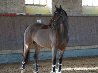 hästar Avelssto, Askoll Peter Pan- Cruising i Flyinge - Annons 13