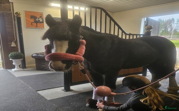  hästar i Lindesberg - Annons 15