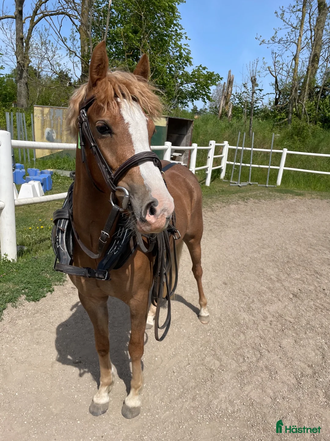 Allround hästar till salu: 🌸 florence 🌸 i Vitaby - Annons 3