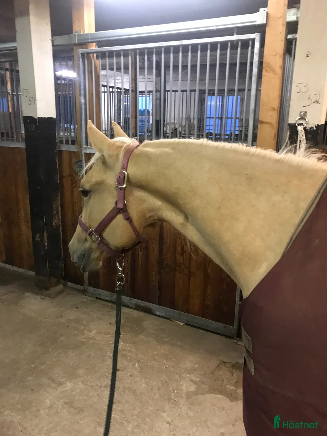 Western hästar till salu: Quartersto med toppstam inom Kosseklasser - Annons 2