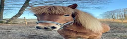Island hästar till salu: Sto född 2012, passande mor/dotter, supersnäll i Sätila - Annons 3