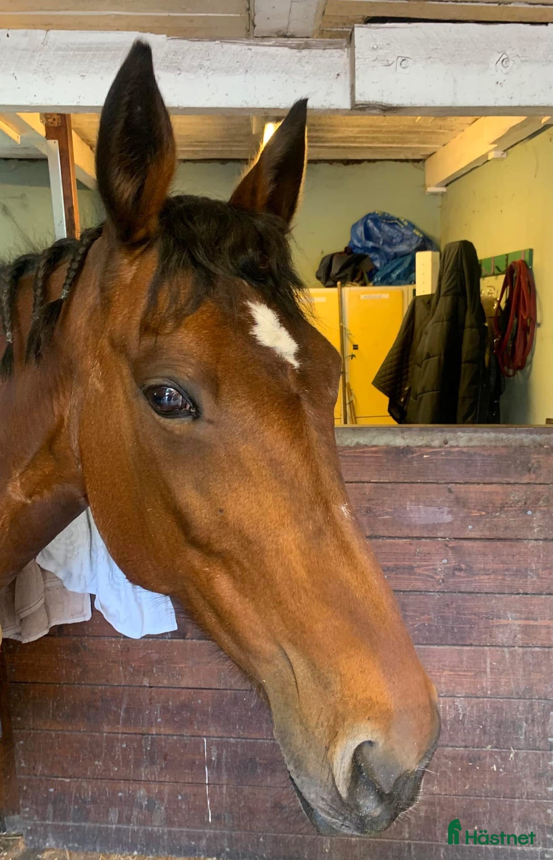  medryttarhäst finnes: Två medryttare sökes i Örkelljunga  i Örkelljunga - Annons 7