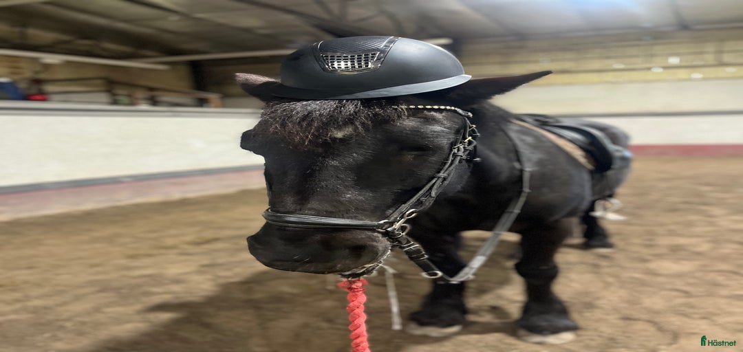 Galleribild {{count}}