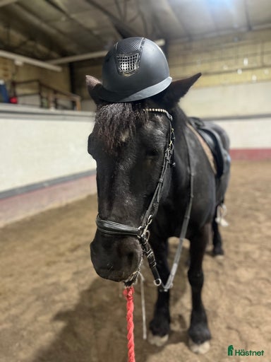 Galleribild {{count}}