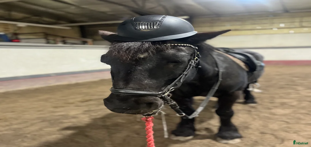 Galleribild {{count}}