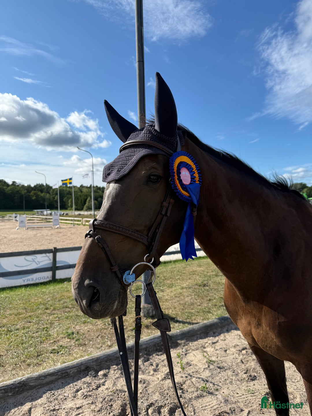 Hoppning hästar till salu: Tuff tjej i lyxförpackning  i Rimforsa - Annons 2