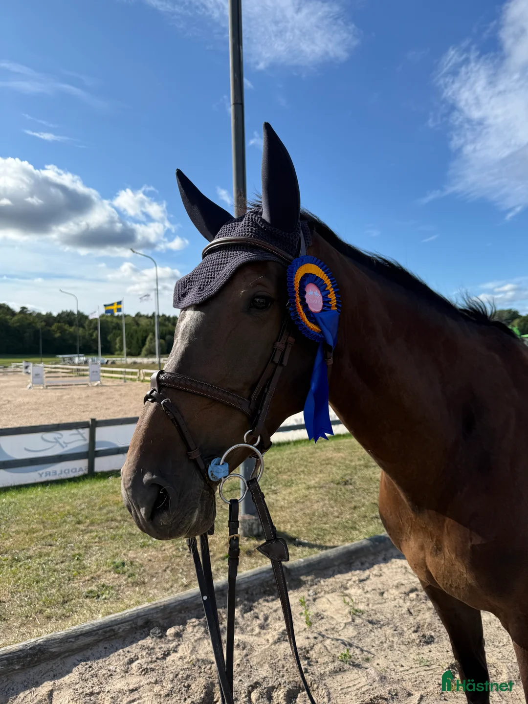 Hoppning hästar till salu: Tuff tjej i lyxförpackning  i Rimforsa - Annons 2