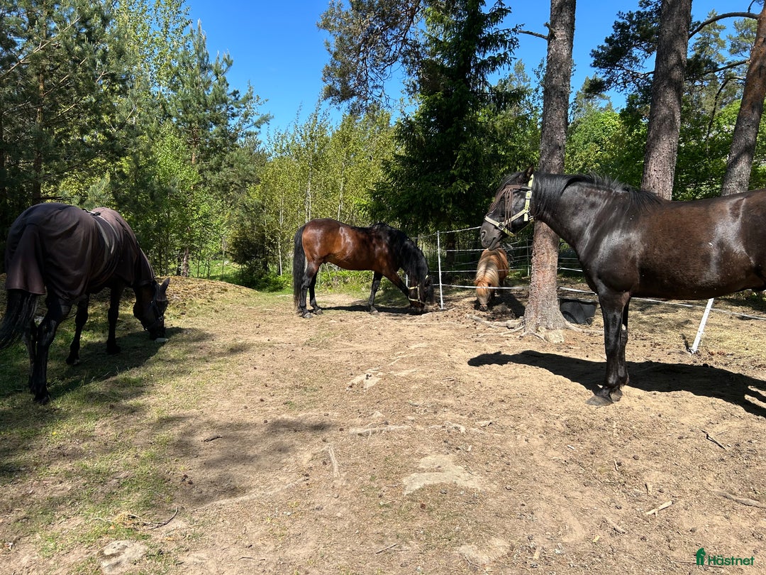  stallplats finnes: Stallplats  i Gnesta - Annons 2