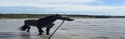 Fälttävlan hästar till salu: Fantastisk Connemara med kapacitet  - Annons 3