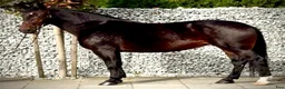 Allround hästar till salu: Amika–5yo.Silesian Warmblood Mare|169cm|Allrounder - Annons 5