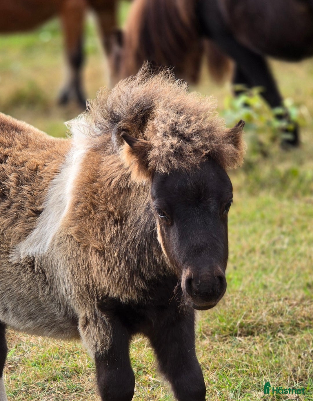 Allround hästar till salu: Bedårande minishetland i Hörby - Annons 8