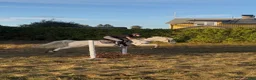 Allround hästar till salu: Förstaklass Connemara med fin stam - Annons 4